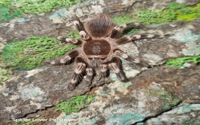 Acanthoscurria Geniculata Male j6-7 cm Tarantula